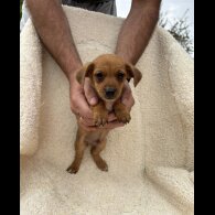 Dachshund (Long Haired) - Both