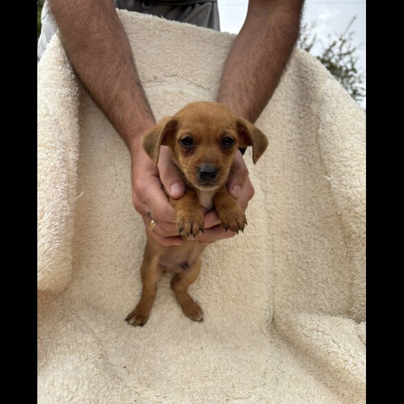 Dachshund (Long Haired) - Both