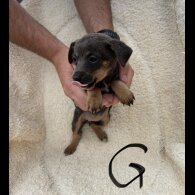 Dachshund (Long Haired) - Both