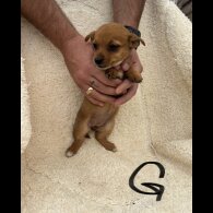Dachshund (Long Haired) - Both