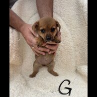 Dachshund (Long Haired) - Both