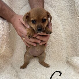 Dachshund (Long Haired) - Both