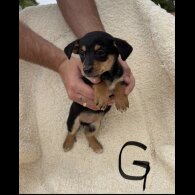 Dachshund (Long Haired) - Both