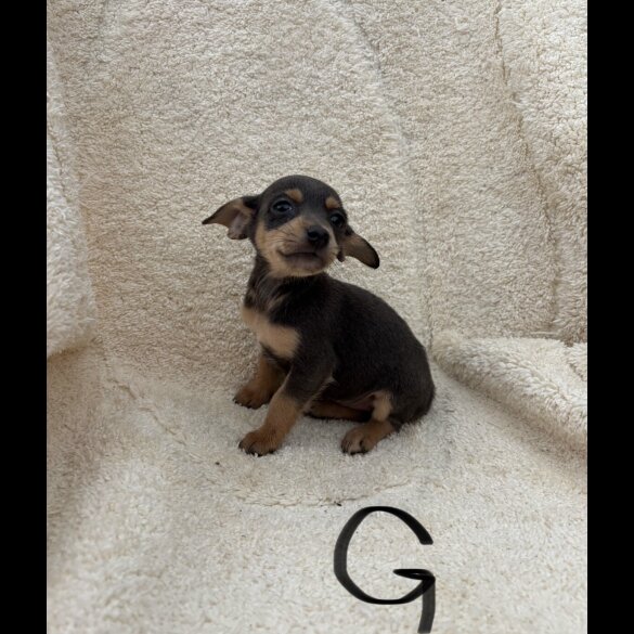 Dachshund (Long Haired) - Both