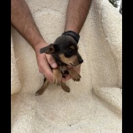 Dachshund (Long Haired) - Both