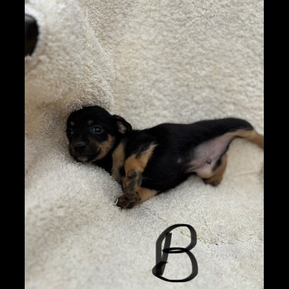 Dachshund (Long Haired) - Both