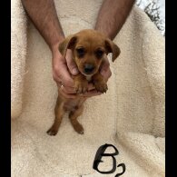 Dachshund (Long Haired) - Both