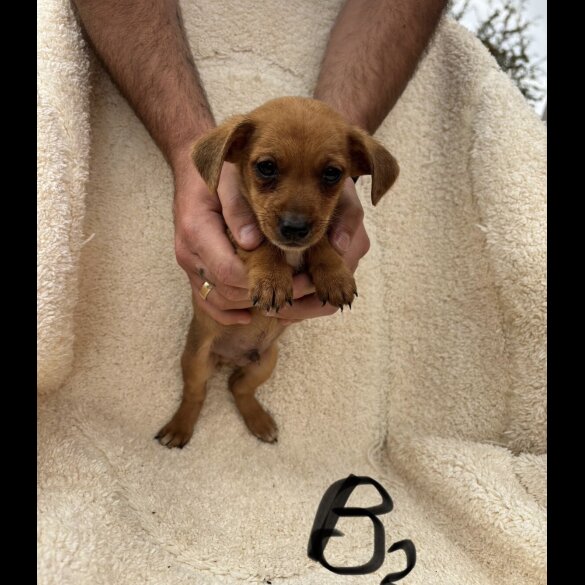 Dachshund (Long Haired) - Both