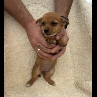 Dachshund (Long Haired) - Both