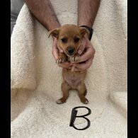 Dachshund (Long Haired) - Both