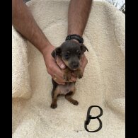 Dachshund (Long Haired) - Both