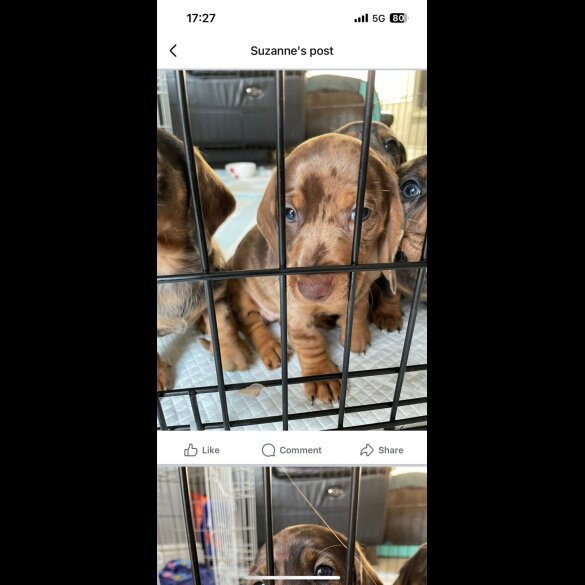 Dachshund (Standard &amp; Miniature) - Both