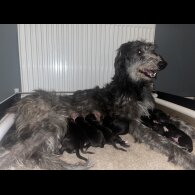 Deerhound - Bitches