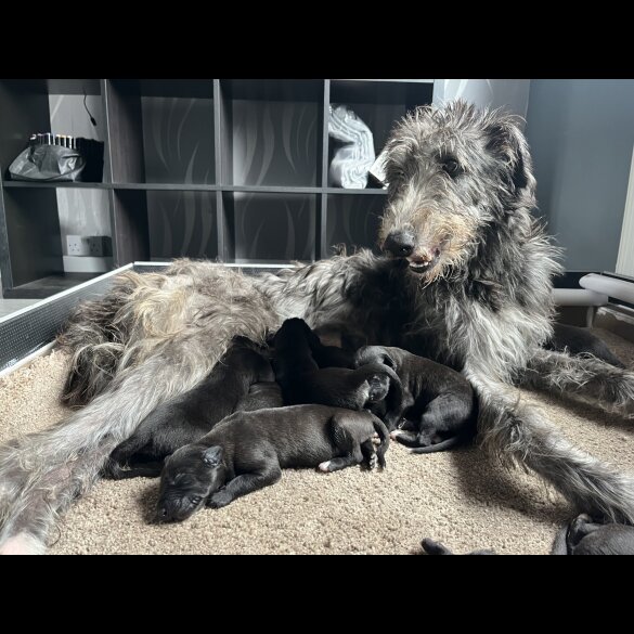 Deerhound - Bitches