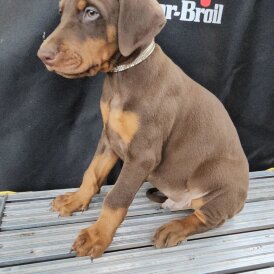 Doberman - Both