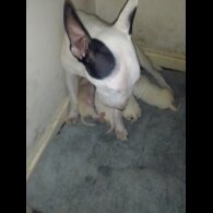 English Toy Terrier - Both