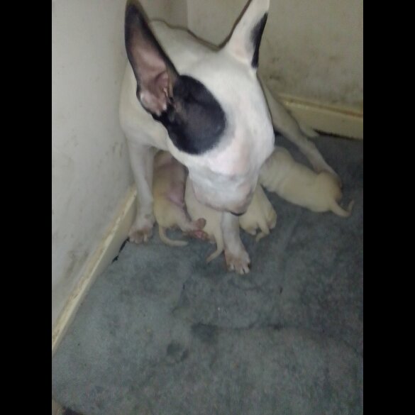 English Toy Terrier - Both