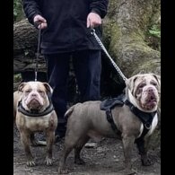 English Bulldog - Both