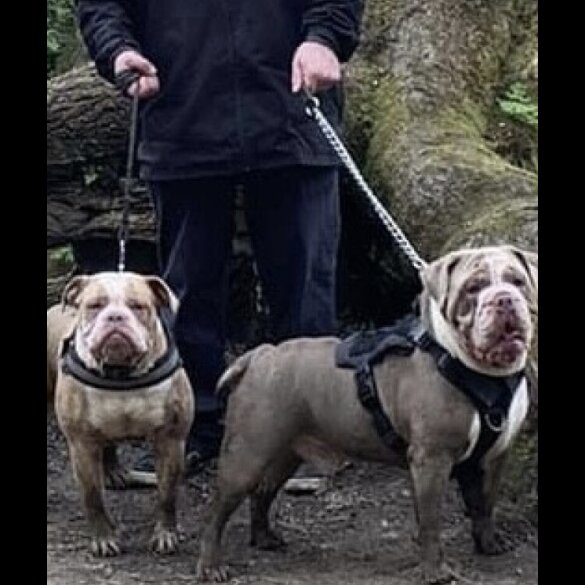 English Bulldog - Both