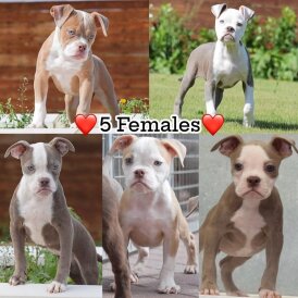 English Bulldog - Both