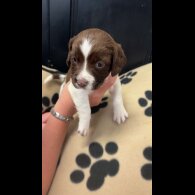English Springer Spaniel - Both