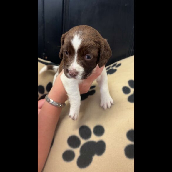 English Springer Spaniel - Both