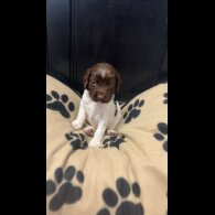 English Springer Spaniel - Both