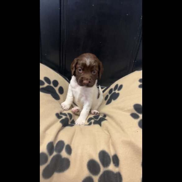 English Springer Spaniel - Both