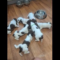 English Springer Spaniel - Both