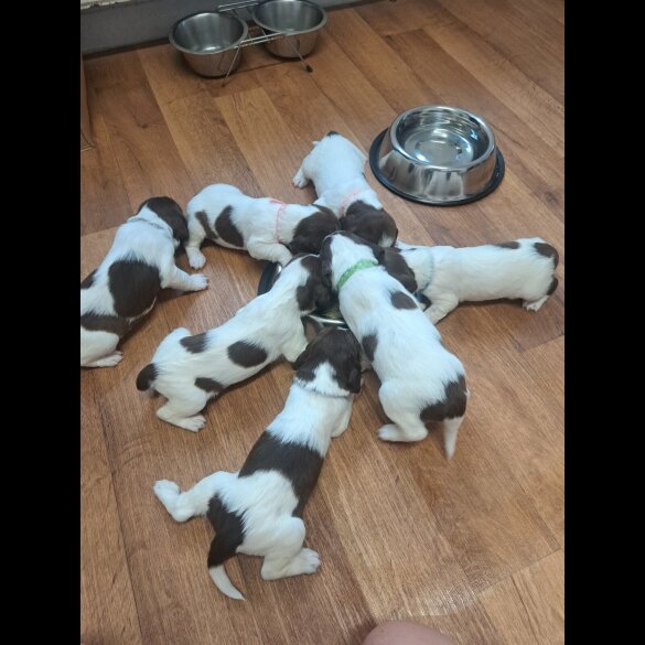 English Springer Spaniel - Both