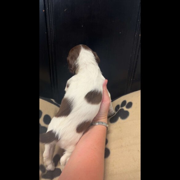 English Springer Spaniel - Both