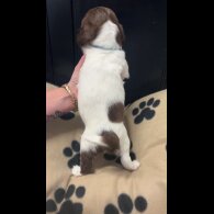 English Springer Spaniel - Both