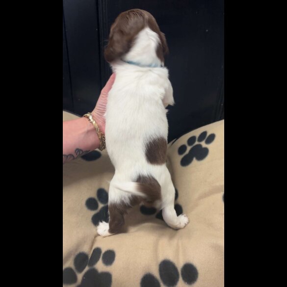 English Springer Spaniel - Both