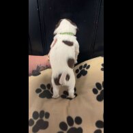 English Springer Spaniel - Both