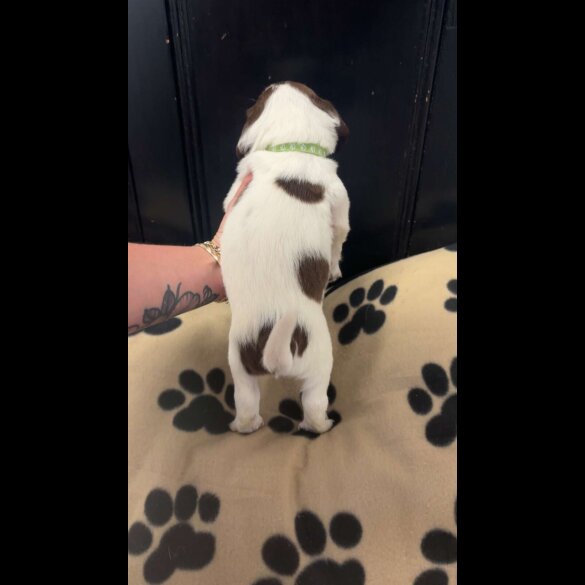 English Springer Spaniel - Both