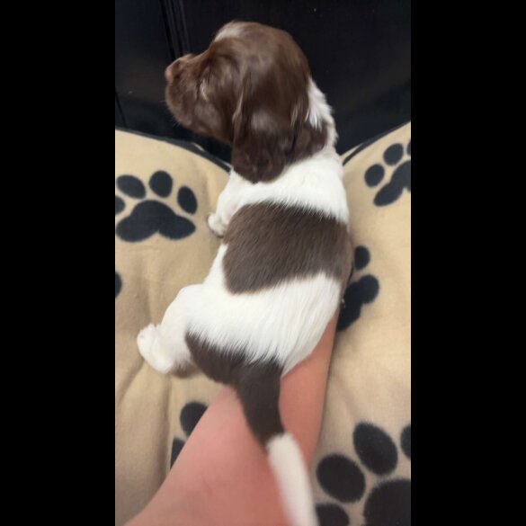 English Springer Spaniel - Both