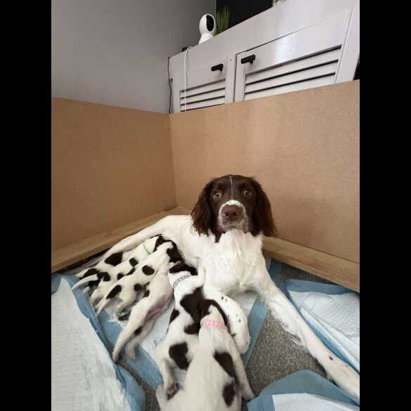 English Springer Spaniel - Both