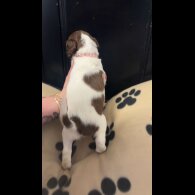 English Springer Spaniel - Both