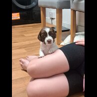 English Springer Spaniel - Both