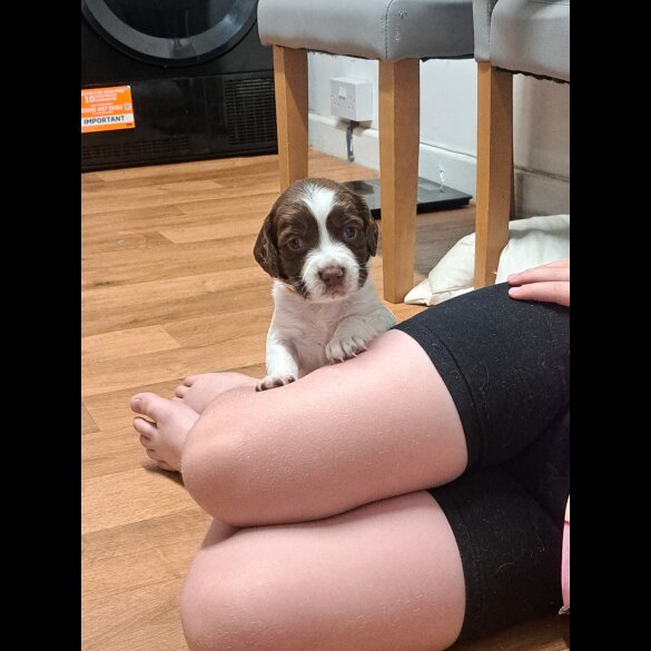 English Springer Spaniel - Both
