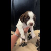 English Springer Spaniel - Both