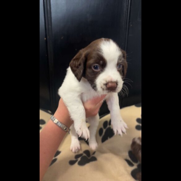 English Springer Spaniel - Both