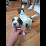 English Springer Spaniel - Both