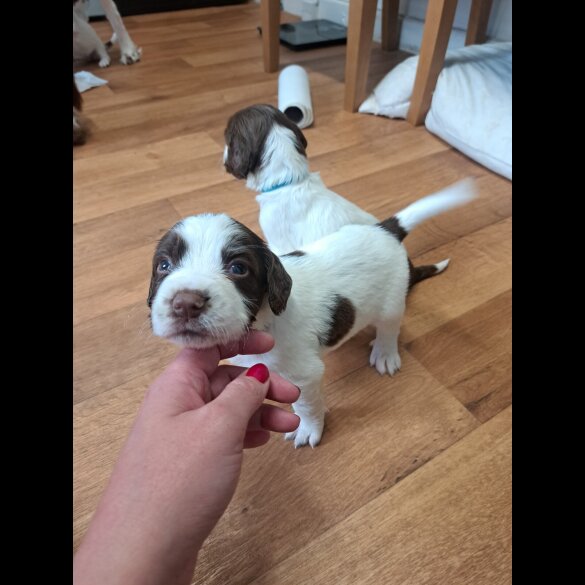 English Springer Spaniel - Both