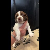 English Springer Spaniel - Both