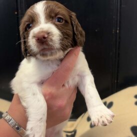 English Springer Spaniel - Both