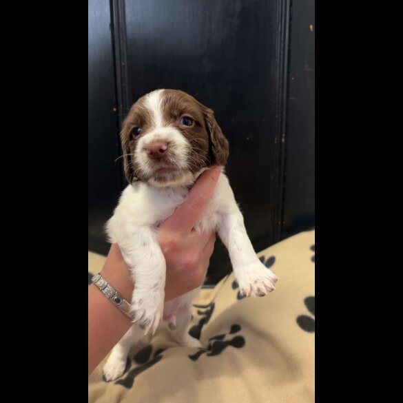 English Springer Spaniel - Both