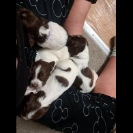 English Springer Spaniel - Both