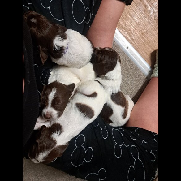 English Springer Spaniel - Both