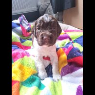 English Springer Spaniel - Both